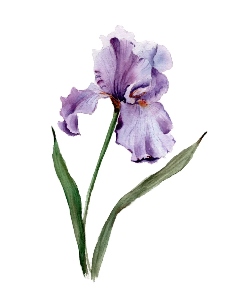 Íris Púrpura